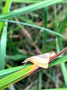 Agriphila straminella 89911372