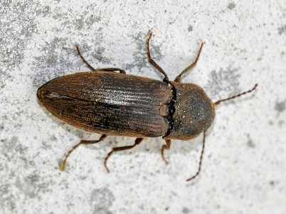 Agriotes-obscurus-02-fws