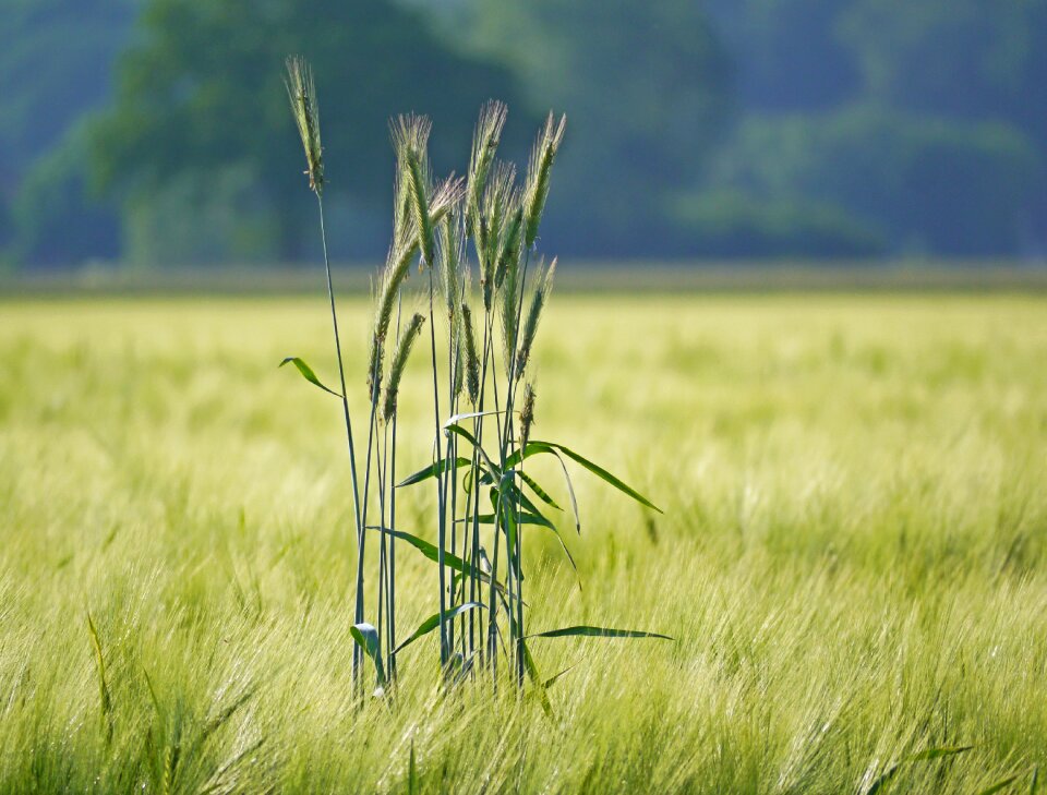 Cereals agriculture cornfield