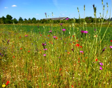 Agrostemma githago en andere akkeronkruiden photo