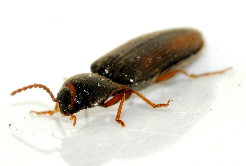 Agriotes-acuminatus-05-fws