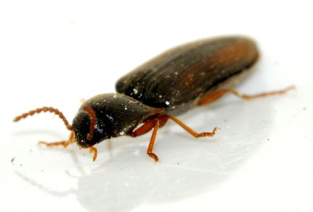 Agriotes-acuminatus-05-fws