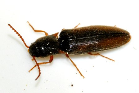 Agriotes-acuminatus-01-fws