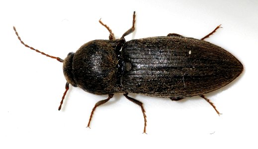 Agriotes-obscurus-15-fws