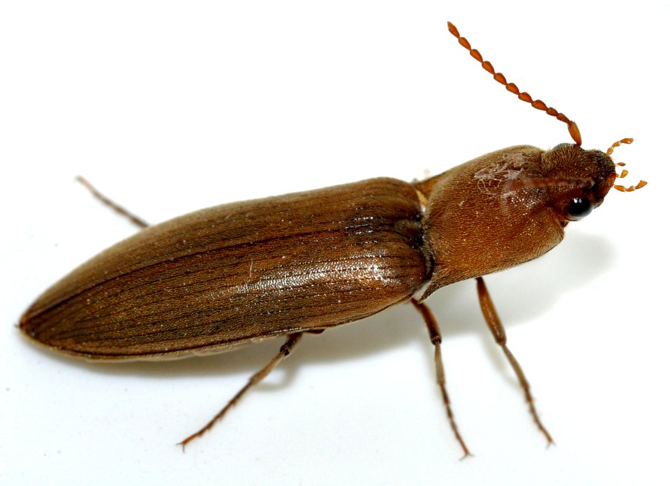 Agriotes-pilosellus-12-fws