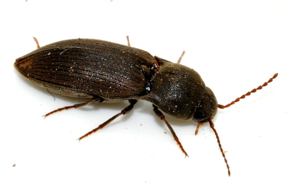 Agriotes-obscurus-14-fws