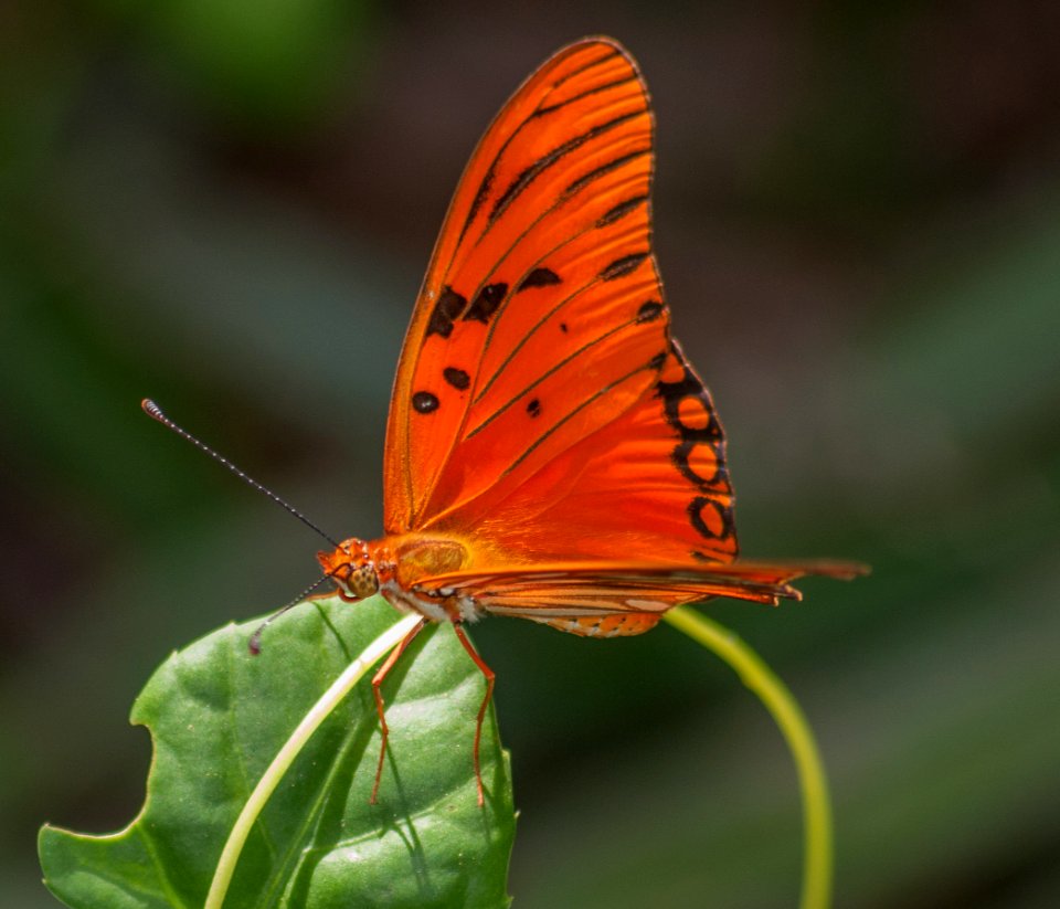 Agraulis vanillae in Margarita island