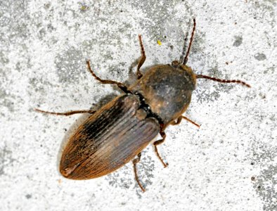 Agriotes-obscurus-03-fws