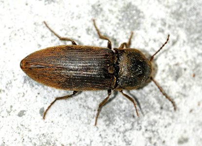 Agriotes-obscurus-01-fws