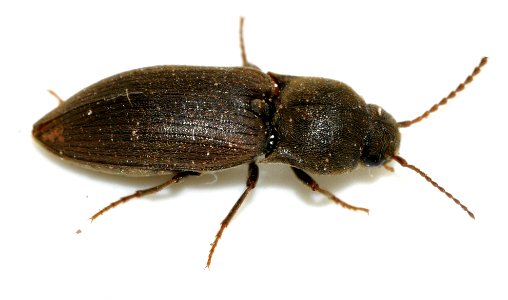Agriotes-obscurus-12-fws