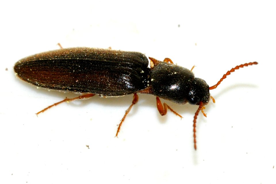 Agriotes-acuminatus-08-fws