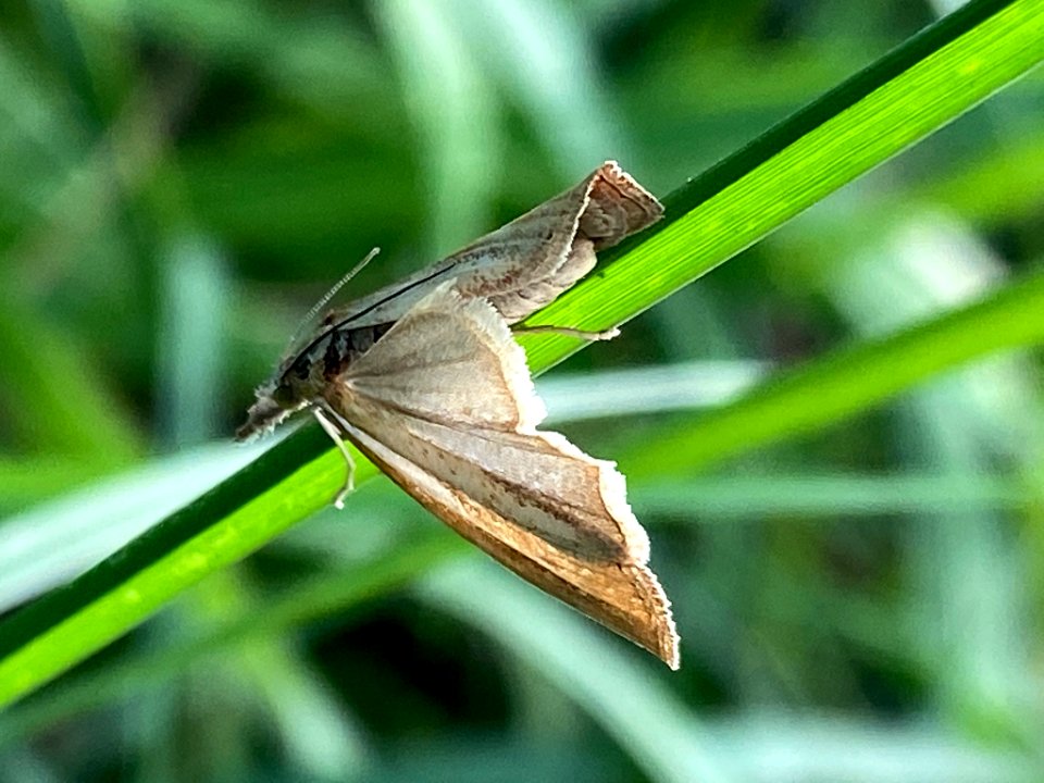 Agriphila straminella 89911333