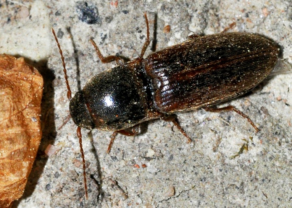 Agriotes-pallidulus-02-fws