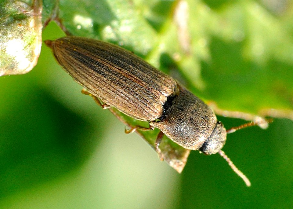 Agriotes-lineatus-02-fws