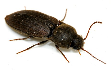 Agriotes-obscurus-08-fws