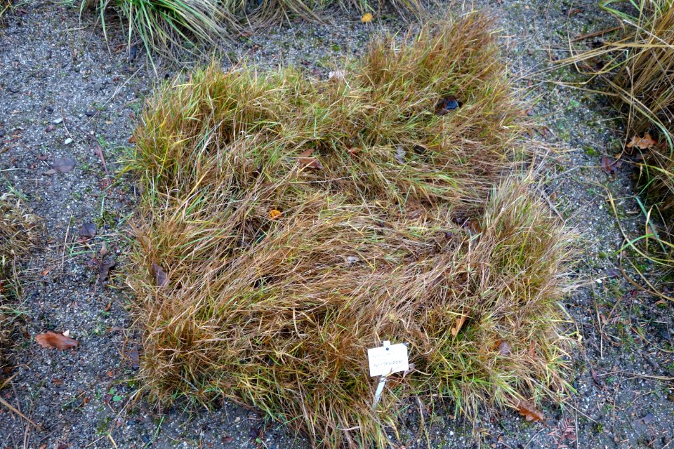 Agrostis capillaris - Botanischer Garten, Dresden, Germany - DSC08749