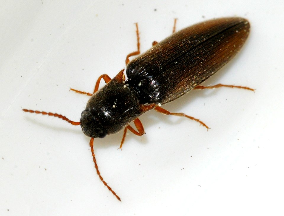 Agriotes-acuminatus-04-fws