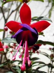Flower nature fuchsia