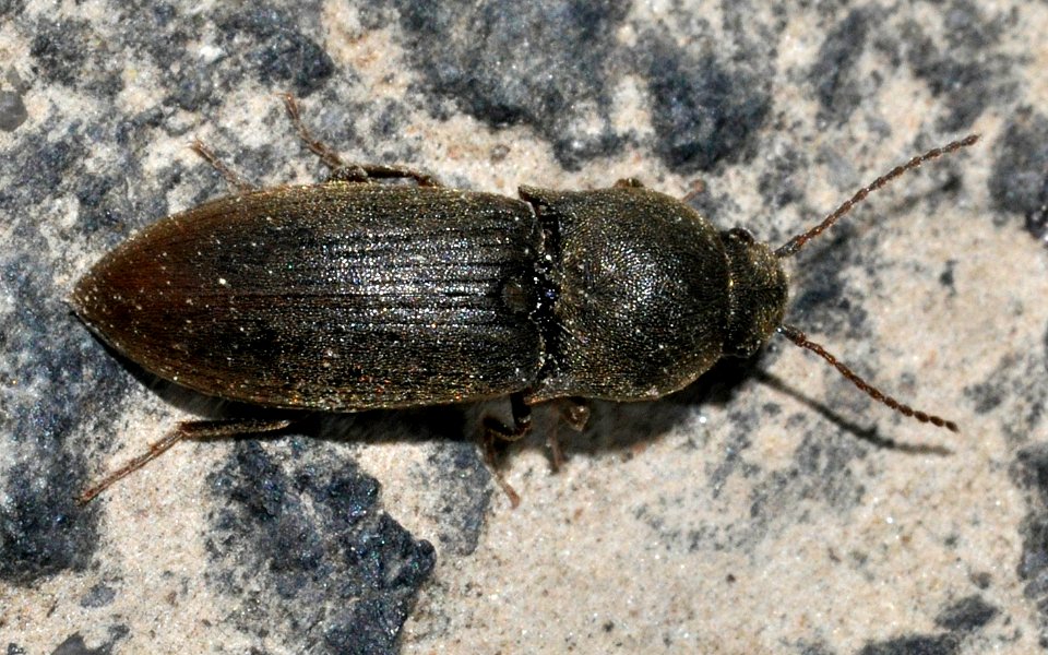 Agriotes-obscurus-05-fws