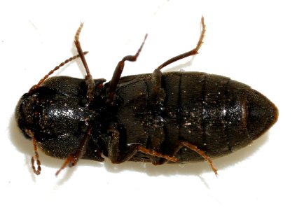 Agriotes-obscurus-10-fws