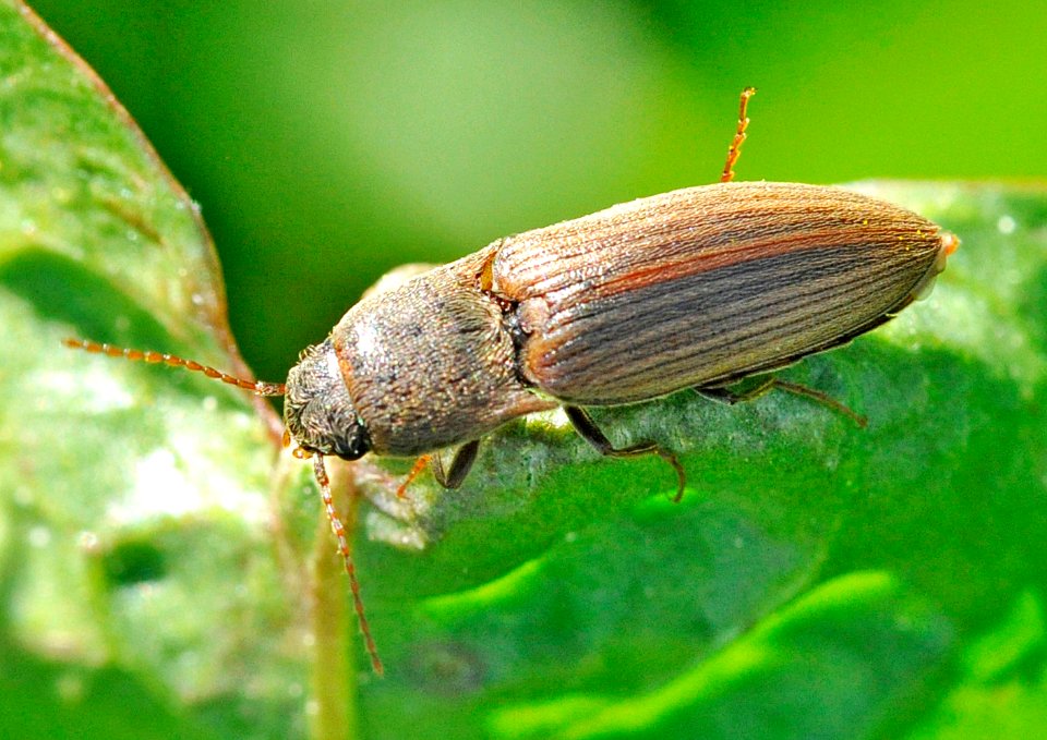 Agriotes-lineatus-01-fws