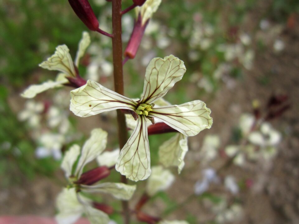 Blossom bloom white