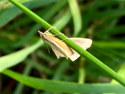 Agriphila straminella 89911276