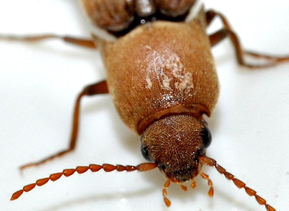 Agriotes-pilosellus-10-fws