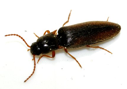 Agriotes-acuminatus-07-fws