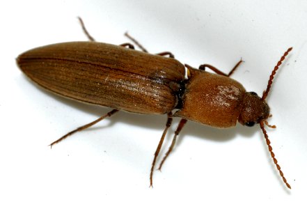 Agriotes-pilosellus-11-fws