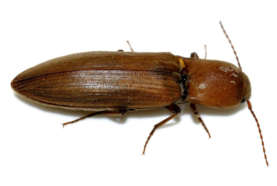 Agriotes-pilosellus-08-fws