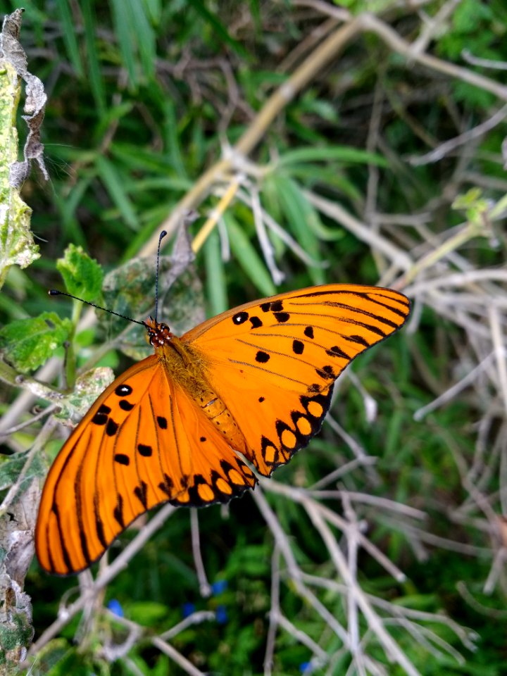 Agraulis vanillae maculosa (?) - reserva ecológica de Buenos Aires 1