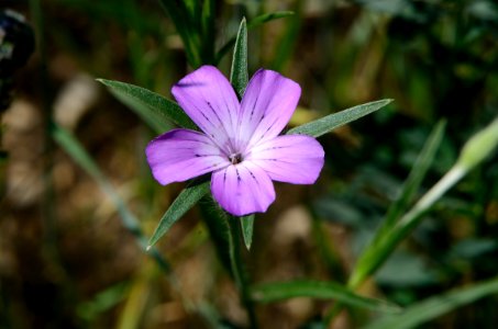 Agrostemma githago Anthese