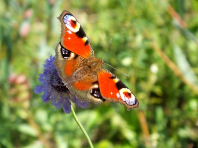 Aglais io - Wzwz butterfly g1