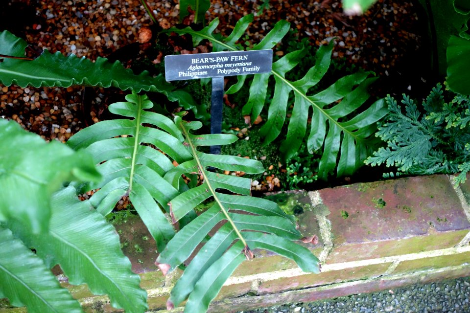 Aglaomorpha meyeniana - Longwood Gardens - DSC01172