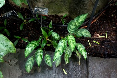 Aglaonema crispum 'Pewter' - Brooklyn Botanic Garden - Brooklyn, NY - DSC08132