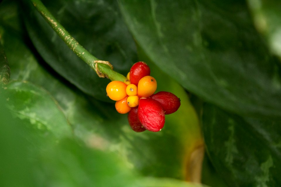 Aglaonema commutatum, Botanischer Garten Dresden