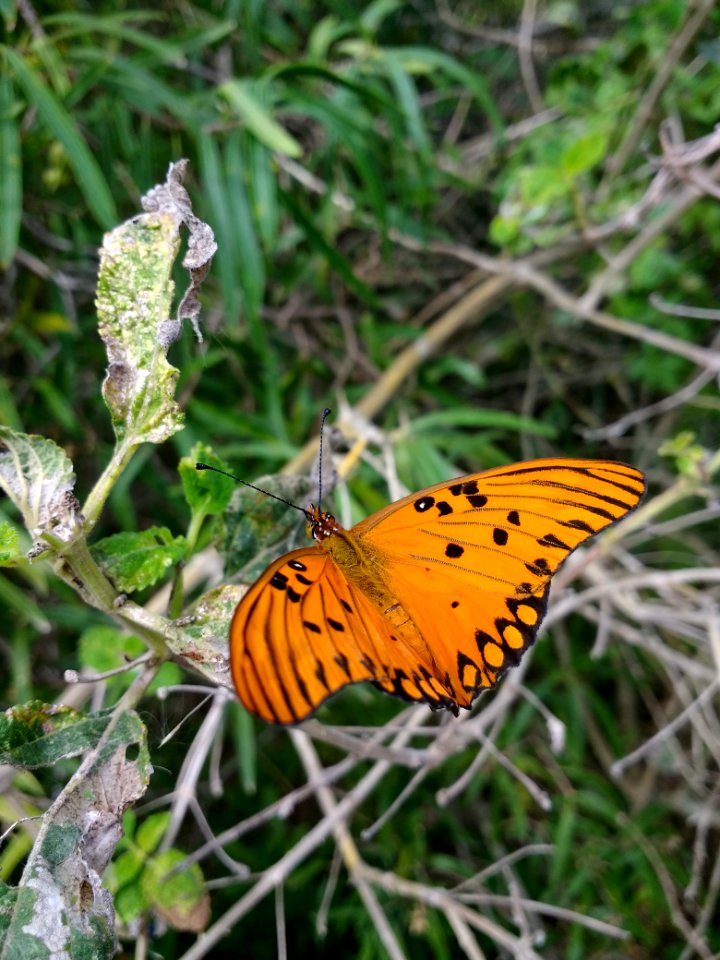 Agraulis vanillae maculosa (?) - reserva ecológica de Buenos Aires 2