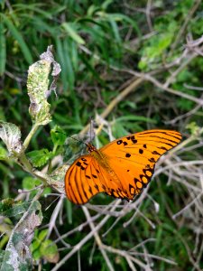 Agraulis vanillae maculosa (?) - reserva ecológica de Buenos Aires 2