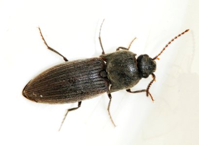 Agriotes-undetermined-02-fws