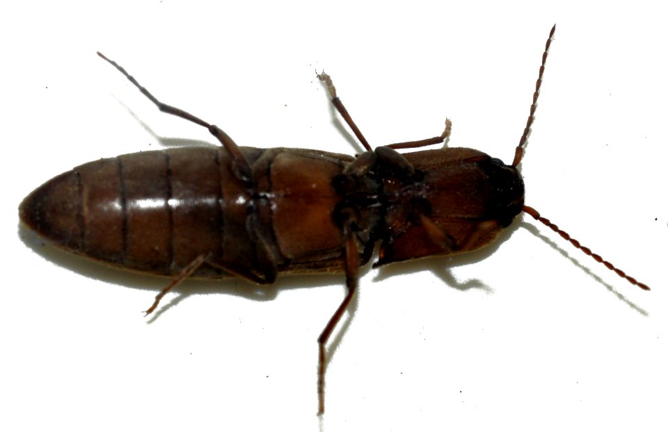 Agriotes-pilosellus-14-fws