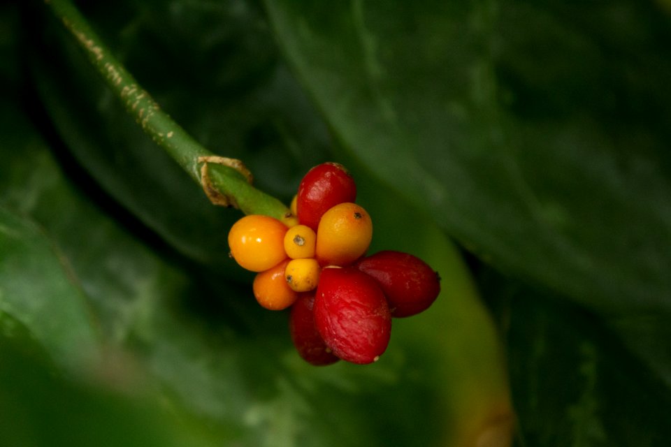 Aglaonema commutatum, Botanischer Garten Dresden (3)