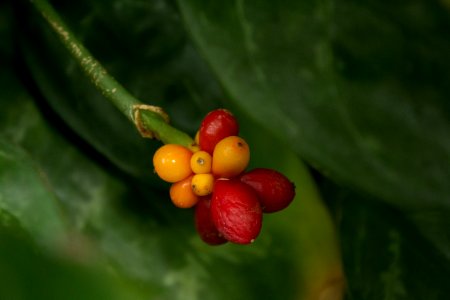 Aglaonema commutatum, Botanischer Garten Dresden (3)