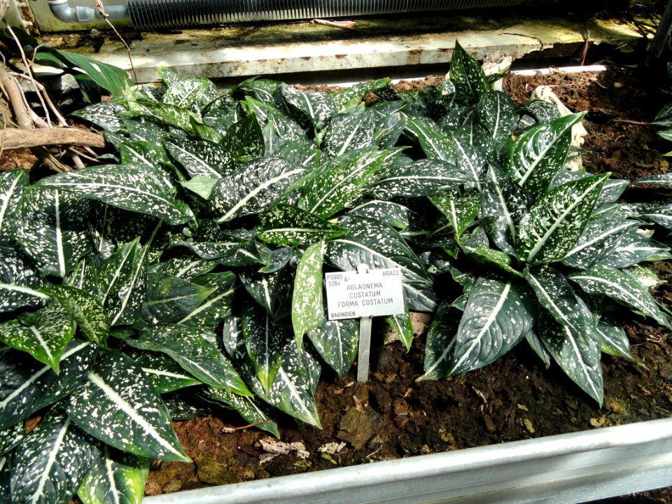 Aglaonema costatum forma costatum - Copenhagen Botanical Garden - DSC07358