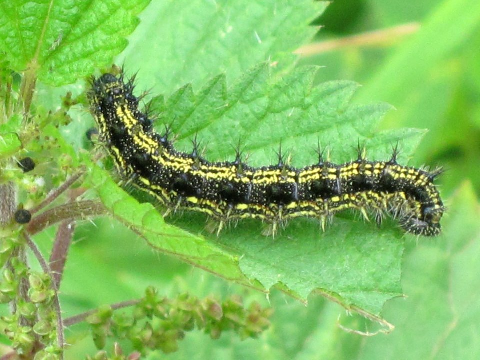 Aglais urticae (Small Tortoiseshell) caterpillar, Arnhem, the Netherlands