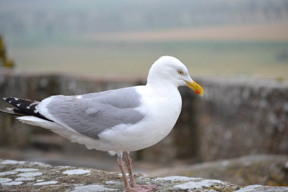 Bird nature birds