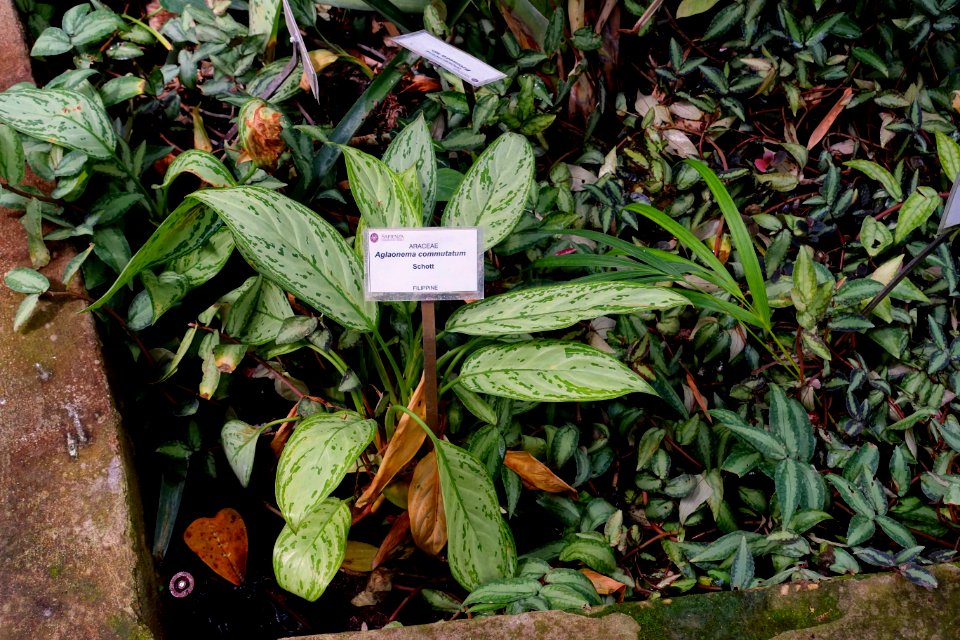 Aglaonema commutatum - Orto botanico - Rome, Italy - DSC00162