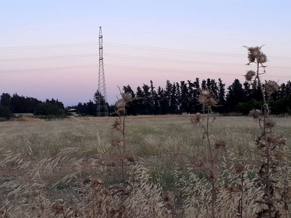 Agriculture in Ypsonas village Limassol Cyprus at sunset