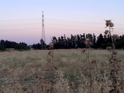 Agriculture in Ypsonas village Limassol Cyprus at sunset