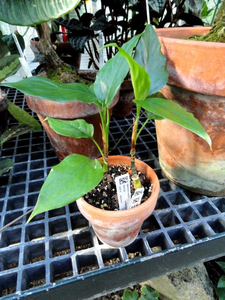 Aglaonema simplex - Lyman Plant House, Smith College - DSC04243
